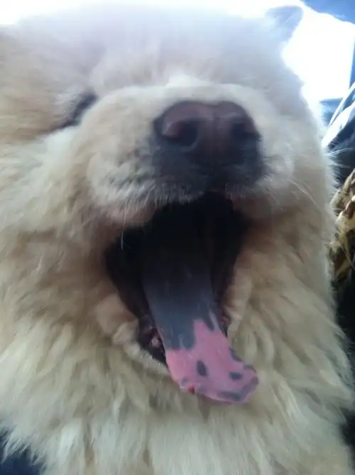 为什么我家松狮三个月了还是花斑舌头