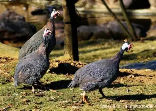 三只珍珠鸡发出叫声