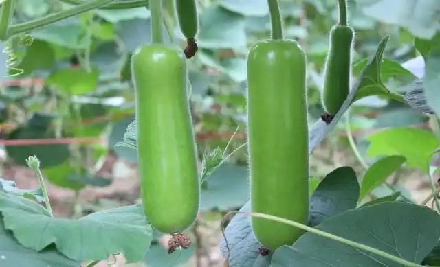 冬瓜抱不过来抱瓠子!究竟什么意思?|叶子|苦瓜|蛏子|虾子_网易订阅