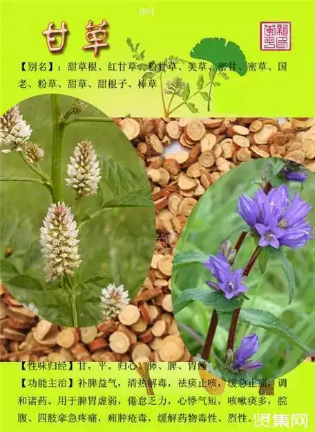 100种中草药大全名字和图片形态及功效主治