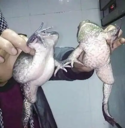 古神话中的三条腿的蛤蟆不存在寓意吉祥富贵人有的是