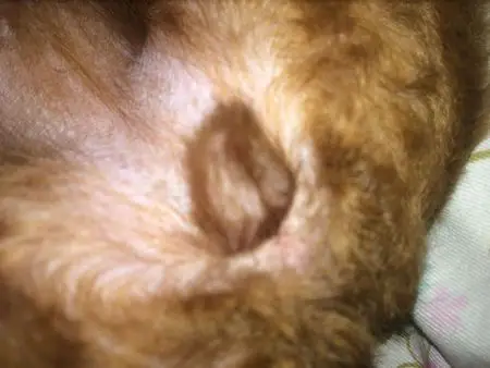 泰迪母狗八个月左右,今天发现下面的桃子变大了一点点,比平时大,但是