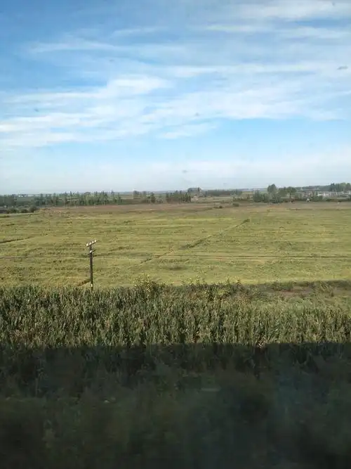 肥沃的东北大平原上(黑龙江吉林境里),稻谷快成熟了.