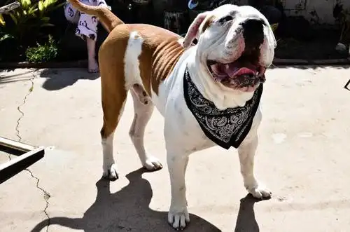 美国班道戈犬这是比特犬和那不勒斯獒犬的杂交犬种,非常强壮,用来繁殖