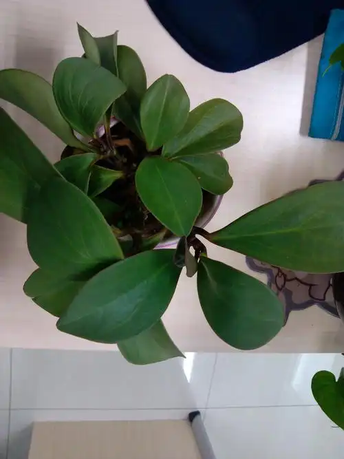 厚叶子,茎有些紫色,这个植物是什么