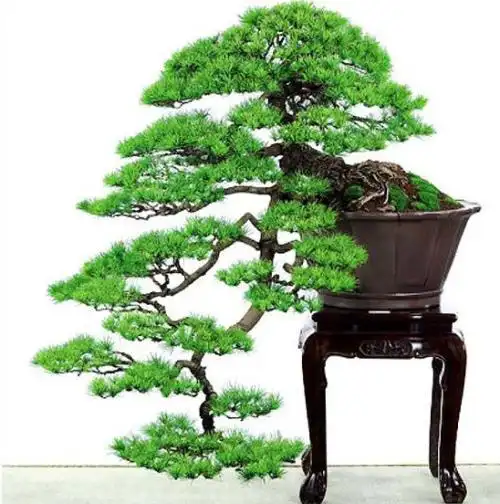 头像大全_黑松盆景精品图片__正文