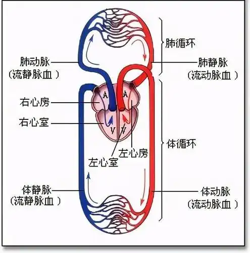 那什么是静脉血&动脉血?