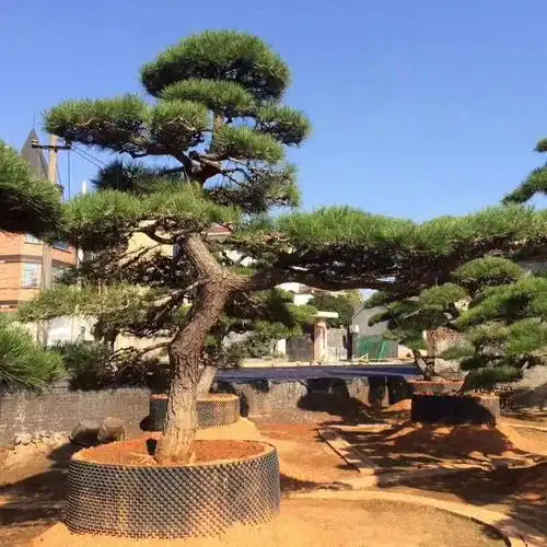 造型日本黑松 别墅庭院观赏 农户黑松花木基地直供价低质优
