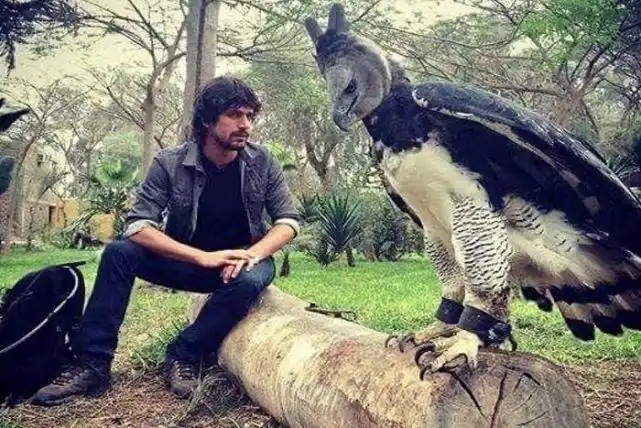 现存最大的老鹰,是美洲角雕和金雕之类的.