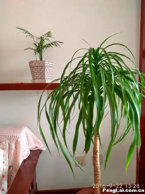 剑叶龙血树现在不难发现龙血树已经成为家庭盆栽的宠物