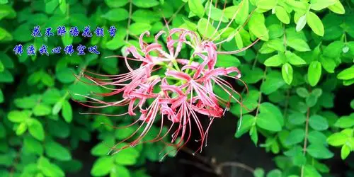 摩诃曼陀罗华曼珠沙华 - davyhdk - davyhu 镜头前的世界