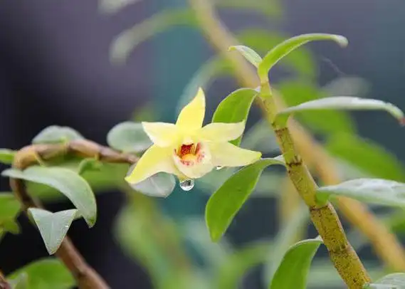 石斛花多少钱一斤?_霍山石斛知识_莱佳德科技