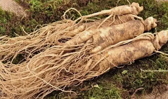 黄叶是怎么回事?重茬根腐的防治用药根小子