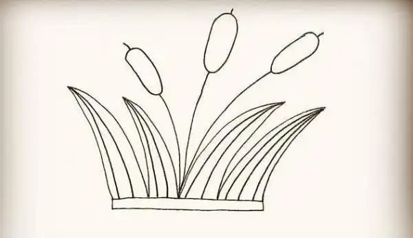 怎么画芦苇最简单好看 彩色芦苇简笔画教程