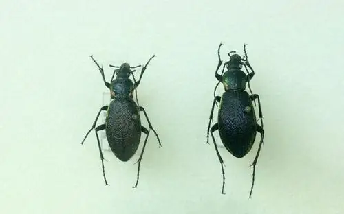 金步甲有同类相残的癖好吗