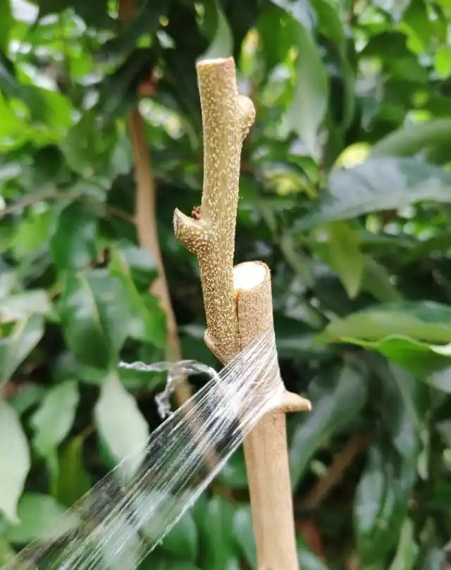 果树专家告诉你:这样嫁接荔枝操作简单,成活率更高生长最快