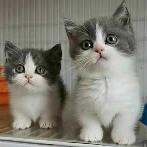纯种宠物猫英短蓝白蓝猫净梵蓝白矮脚曼基康小猫花色猫幼猫活体