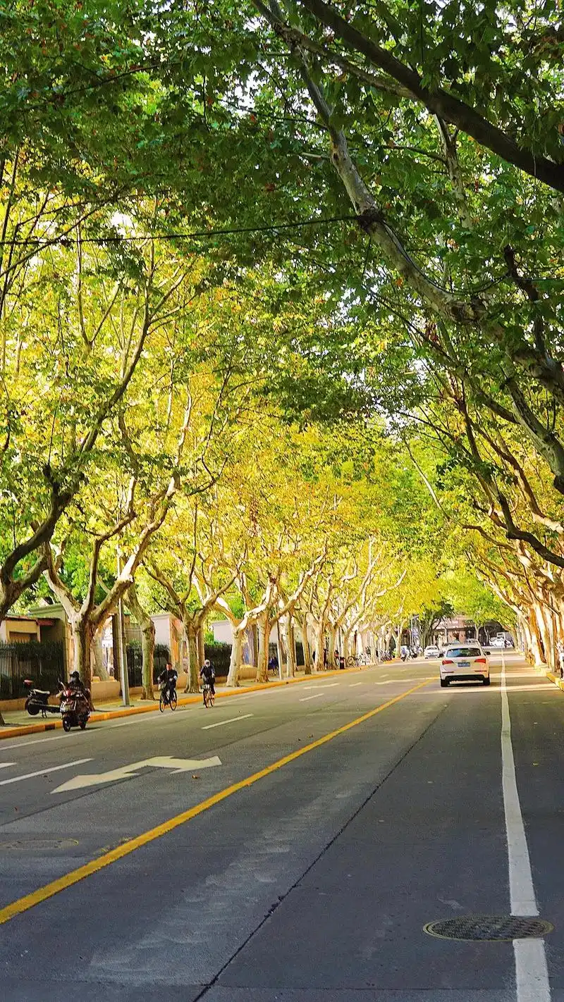 梧桐树下才是浪漫的上海#上海 #浪漫 #梧桐树 #摄影 #秋 - 抖音