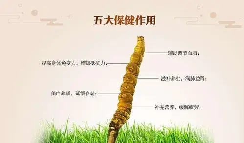 笔者提示:冬虫夏草的主要功效就是提高人体免疫力和心肺功能