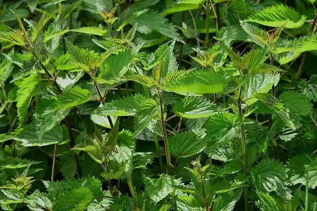 stinging nettles: the delicious spring edible weed that is