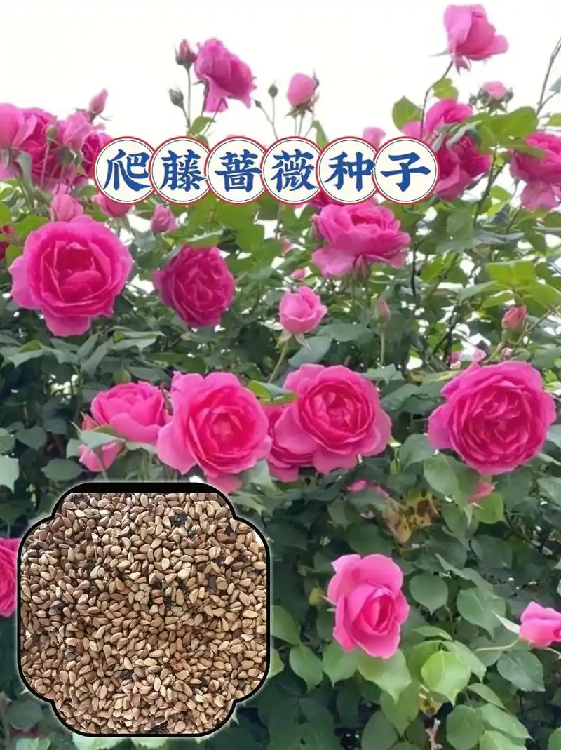 爬藤蔷薇种子