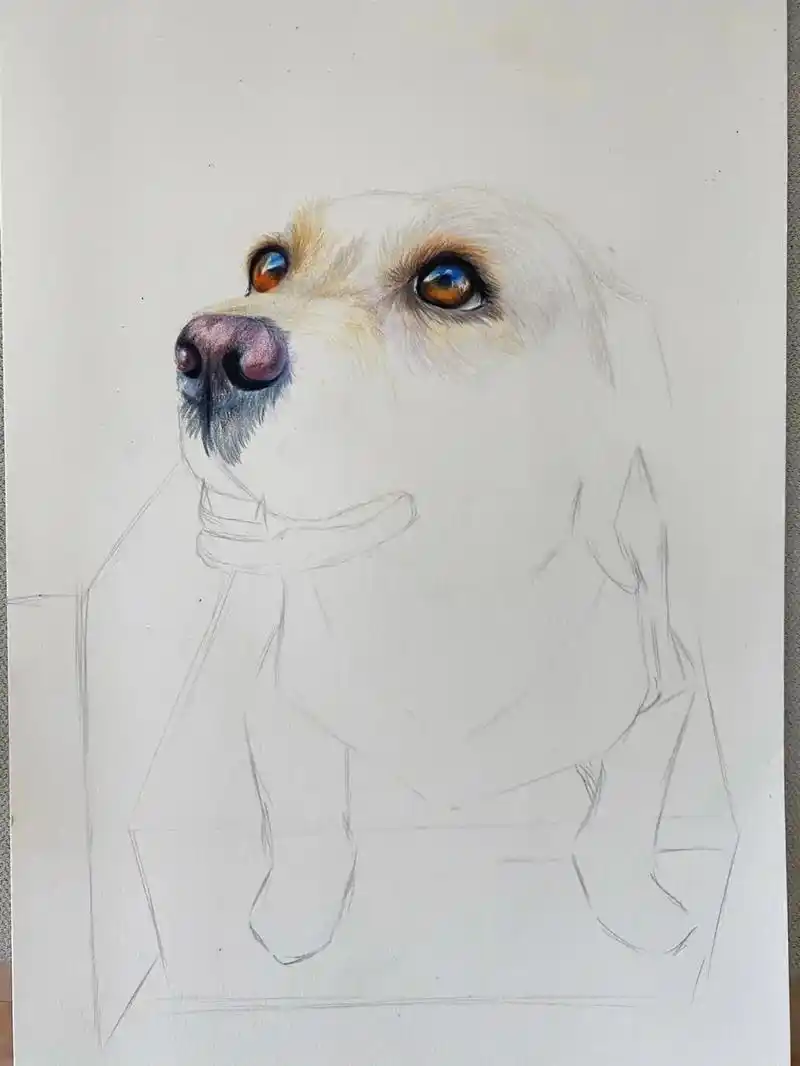 图文音乐卡点 #钢笔画速写 #小狗子 #我为祖国喝彩 - 抖音