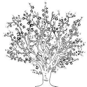 樱花树画图片简笔画樱花树图片手绘简笔画 第1页美丽的樱花一棵浪漫的