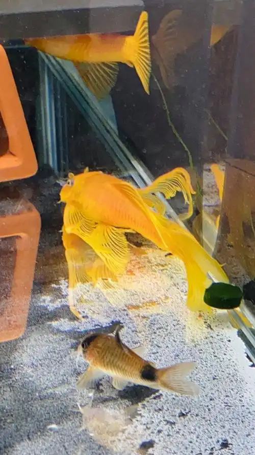 大帆胡子繁殖过程