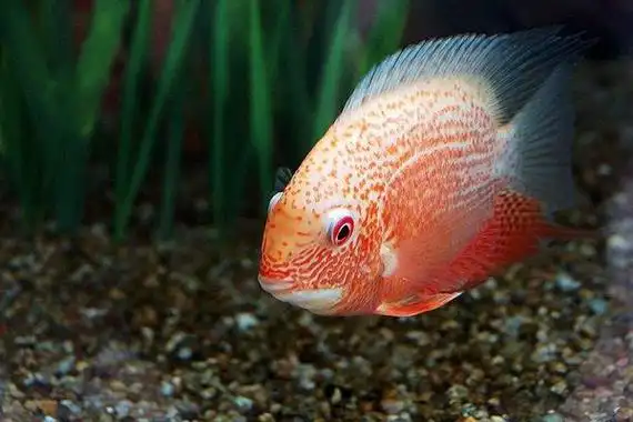 但是不同的品种其寿命会有所区别,菠萝鱼的繁殖期为18个月,一般寿命不