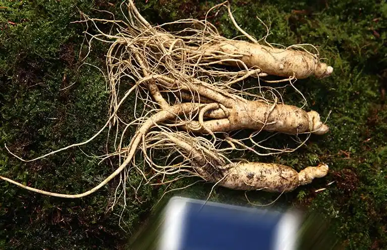 新鲜人参_人参的作用相关-四季长春实业有限责任公司