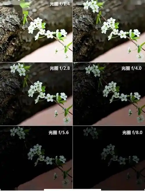 大小光圈如何运用?还不知道这些摄影技巧,就太out了!_画面_主体_景深