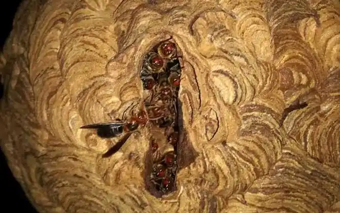 人头蜂窝的药用价值有哪些?