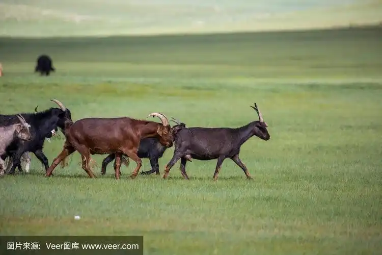 蒙古:草原上的山羊