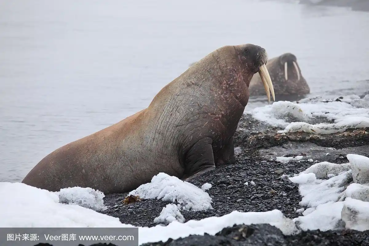 海象,北极,货车运输,自然,挪威