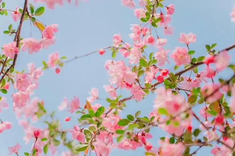 小清新海棠花唯美迷人微距摄影,图片大全,高清,图库-回车桌面