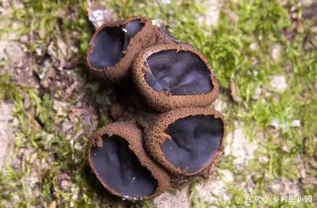 此为"猪嘴蘑",口感爽脆,营养丰富,山中遇见别错过,请你识别