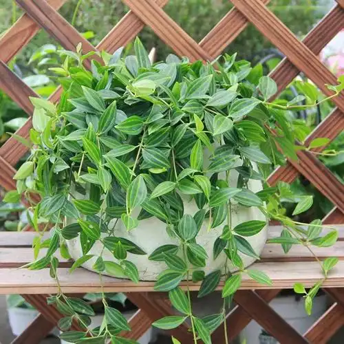 吊兰的种类及养殖方法(这10种"吊兰",不但比绿萝好看,关键比绿萝还好