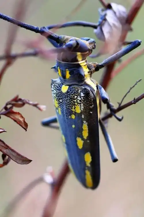 分布广泛,为害普遍,几乎每一种树木,都受不同的天牛种类所侵害