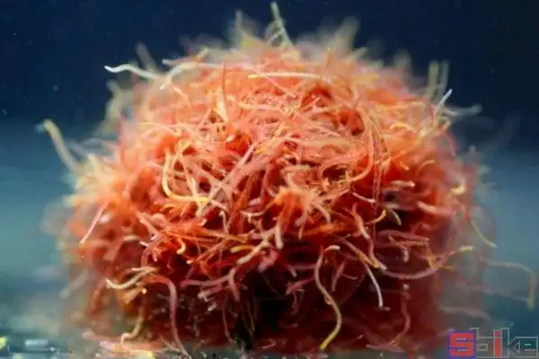 水丝蚓_线蛇_红线虫_丝蚯蚓_水蚯蚓_红丝虫_赤线虫_霍普水丝蚓