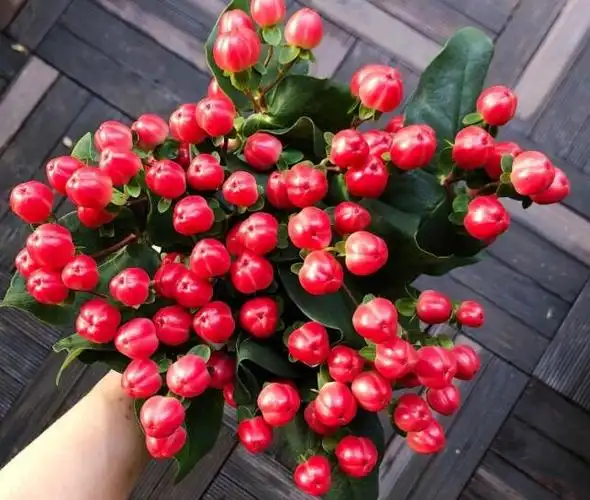 火龙珠怎么水养 - 837常识大全网