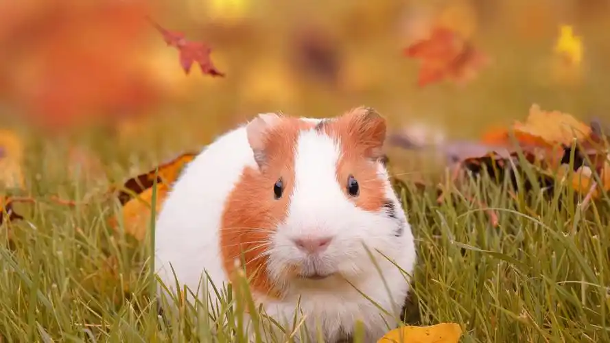 卡哇伊,萌萌哒,仓鼠,萌宠,可爱,动物可爱的小仓鼠 壁纸图片