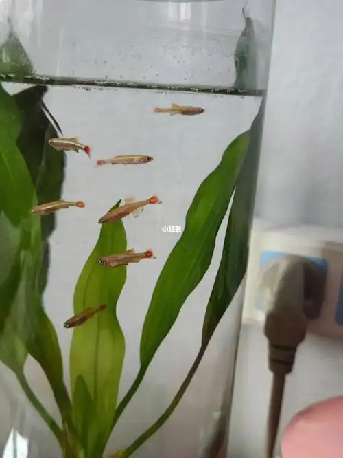 应该是斑马鱼,其他颜色的都死掉了,就剩这个颜色了#斑马鱼  #公鱼