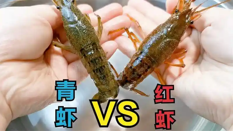 淡水小龙虾红色和青色的区别(小龙虾伪装颜色有哪些)