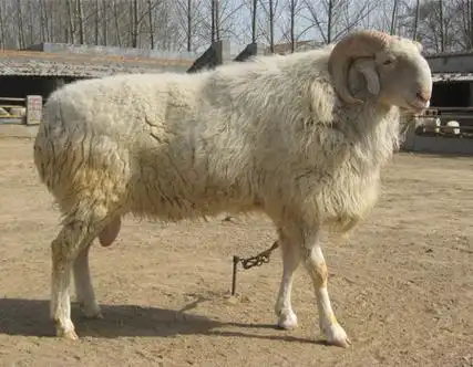大同小尾寒羊种公羊饲养管理技术,华鲁养殖场注重抓好种公羊选育