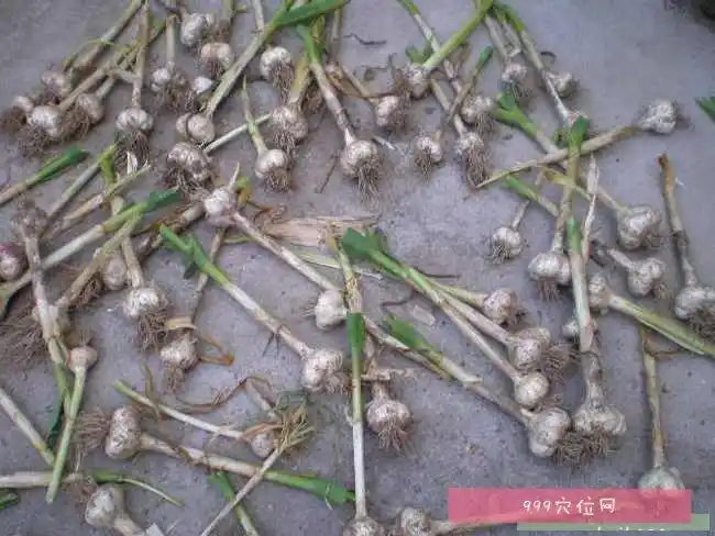 大蒜大蒜的副作用功效与作用