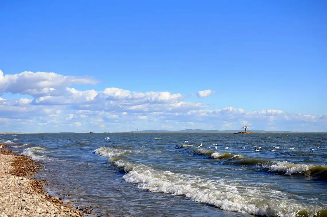 呼伦湖:鸟类天堂