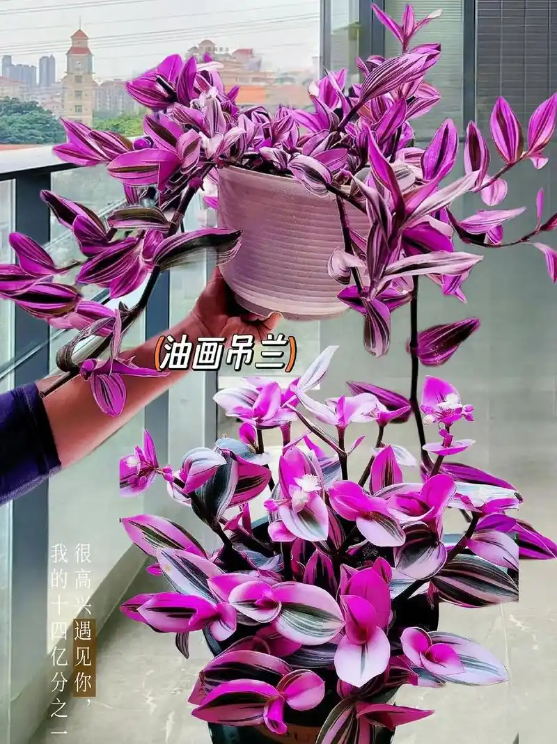 这是一款令人心动的油画婚礼吊兰多肉植物,清新的颜色,细致的文 - 抖