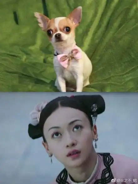 这双凸凸睛,还会让人毫无障碍地把她认成吉娃娃.