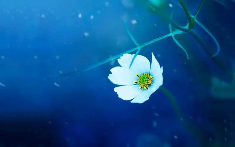 花朵,梦幻,水滴,安静,ashrafularefin花朵壁纸图片