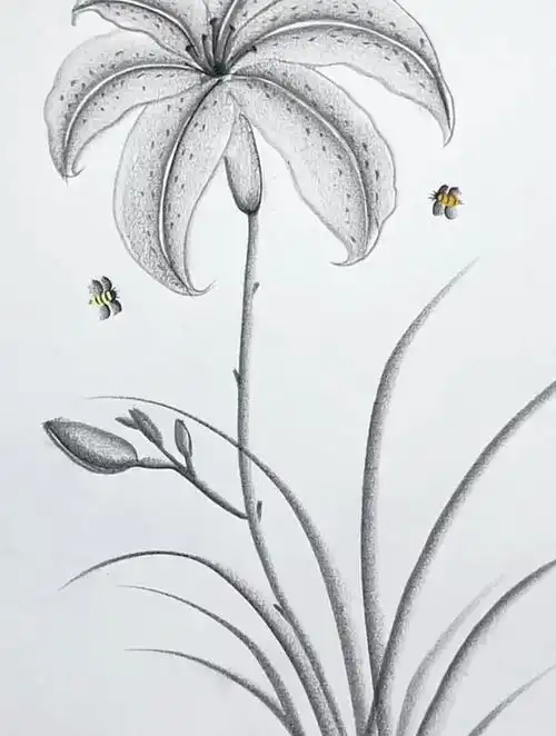 炭笔简单画花,一起学画画